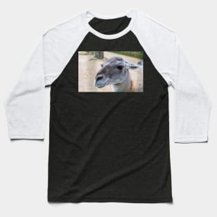 Portrait of the Guanaco Baseball T-Shirt